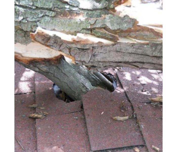 a picture of a tree that went through a roof
