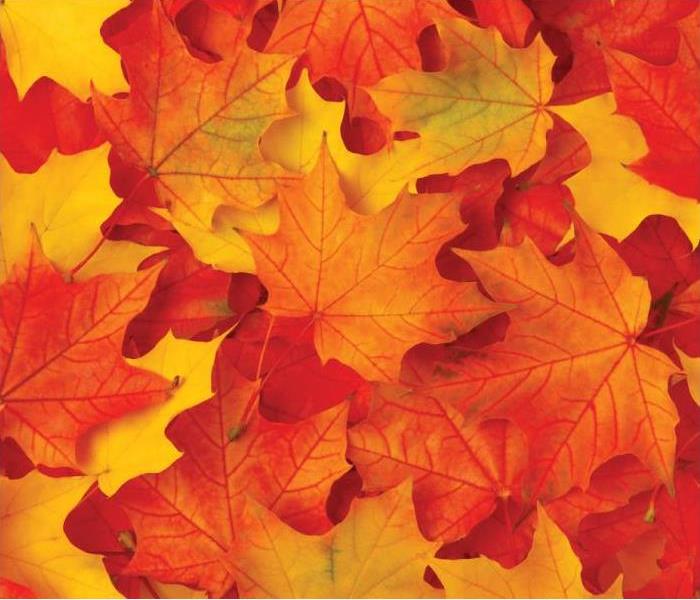 fall leaves in red orange and yellow